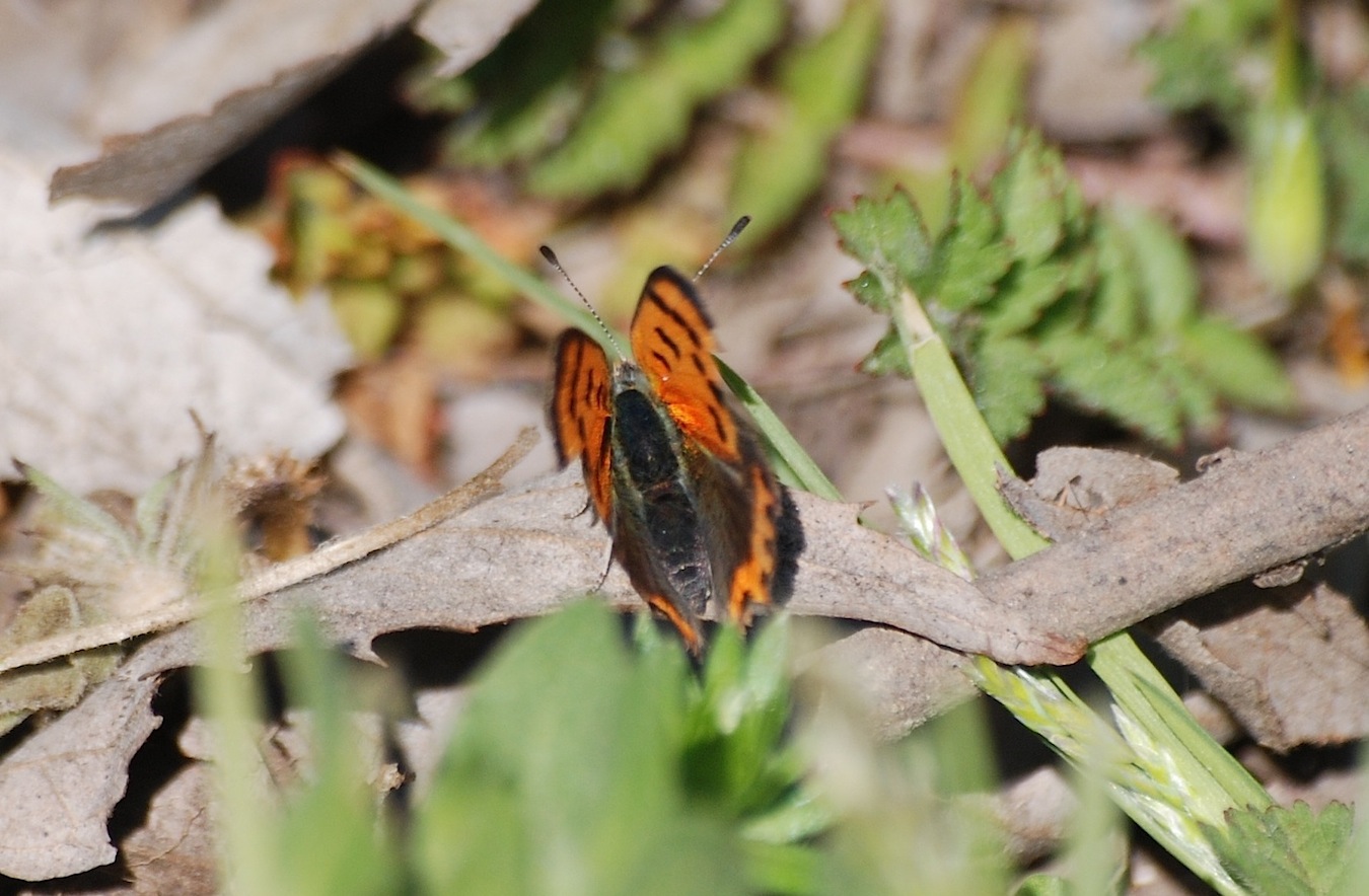 Tutte svernanti, o prima generazione??????